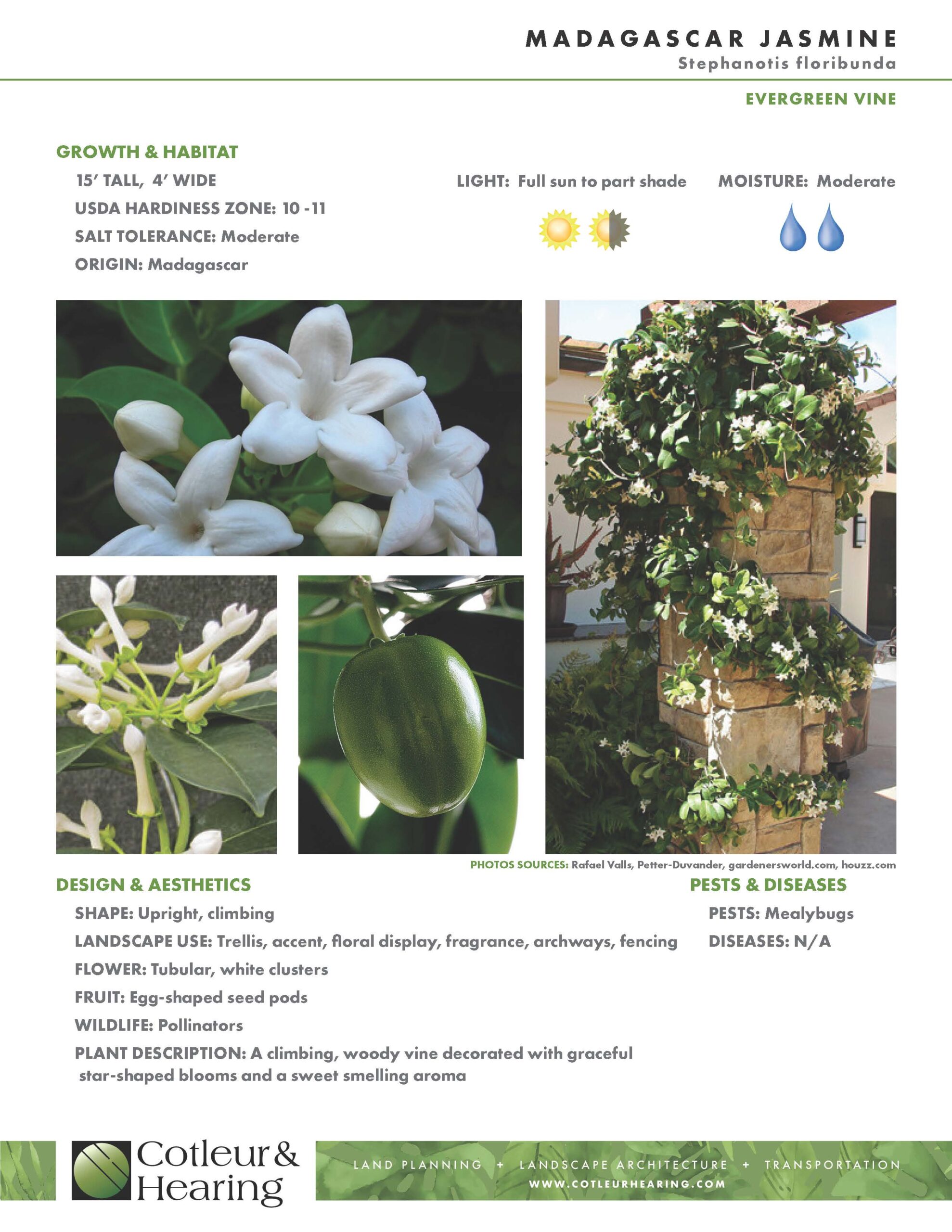 January 2025 – Plant of the Month